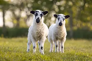 Lambs: Lambs - Lancashire - UK