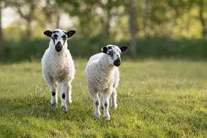 Lambs: Lambs - Lancashire - UK