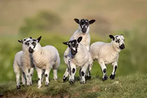 Lambs: Lambs - Lancashire - UK