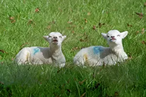 Lambs: Lambs - lying down feeling warmth of sun