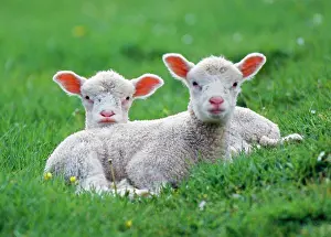 Pastural: LAMBS - two lying down in field