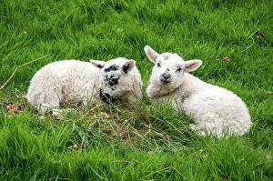Lambs: Lambs lying in the grass - England UK