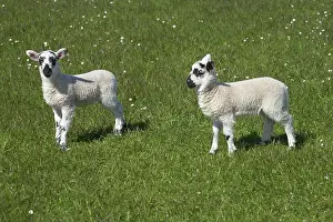 Paddock: Lambs, Northumberland, England