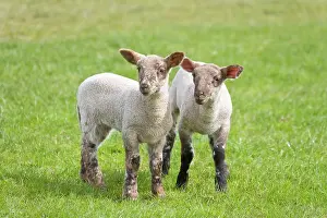 Derbyshire: Lambs - Peak District Derbyshire UK