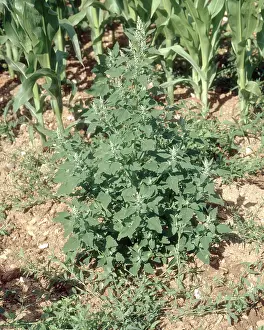 Album: Lamb's Quarters in flower