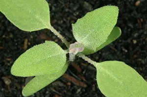 Album: Lamb's quarters seedling