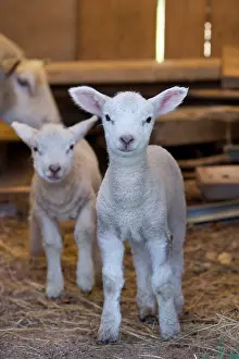 Litters: Lambs in a sheep Franche-Comte France