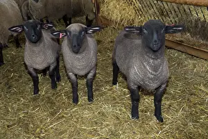 Bred: Lambs in winter stall