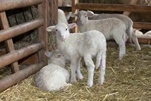 Bred: Lambs in winter stall
