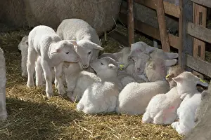 Bred: Lambs in winter stall