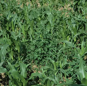 Lambs: Lambsquarters in Corn crop