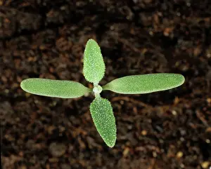 Album: Lambsquarters Seedling