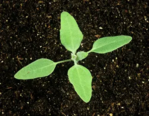 Album: Lambsquarters Seedling
