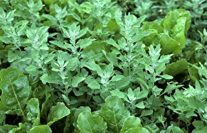 Album: Lambsquarters in Sugar Beets