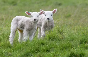 Raise: Lambx standing in a meadow in spring - GB