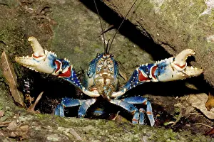 Pincer: Lamington spiny crayfish