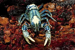 Pincer: Lamington spinycrayfish