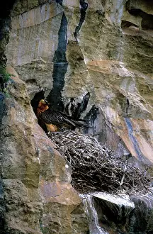 Gypaetus: Lammergeier - adult at nest