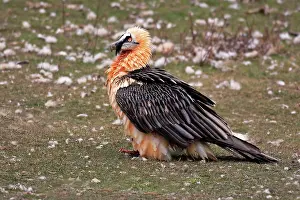 Lammergeiers: Lammergeier / Bearded Vulture