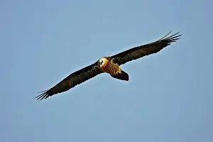 Lammergeiers: Lammergeier / Bearded Vulture