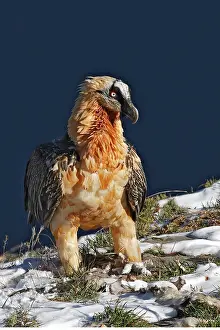 Lammergeiers: Lammergeier / Bearded Vulture