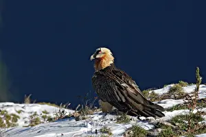 Lammergeiers: Lammergeier / Bearded Vulture