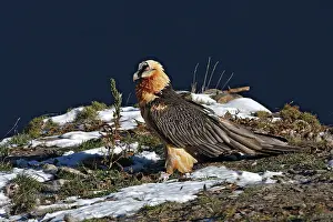 Lammergeier: Lammergeier / Bearded Vulture