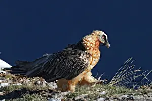 Gypaetus: Lammergeier / Bearded Vulture