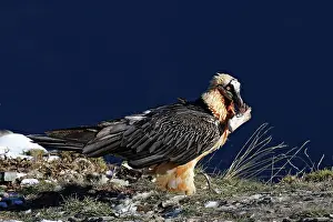 Gypaetus: Lammergeier / Bearded Vulture