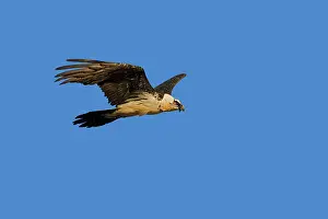 Gypaetus: Lammergeier / Bearded Vulture