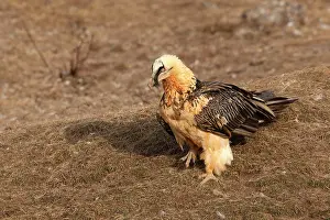 Gypaetus: Lammergeier / Bearded Vulture