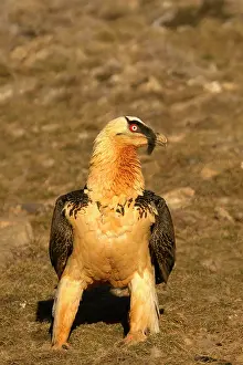 Gypaetus: Lammergeier / Bearded Vulture