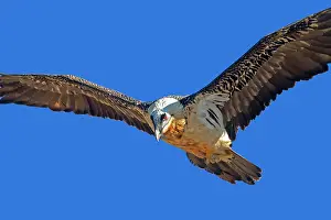 Gypaetus: Lammergeier / Bearded Vulture