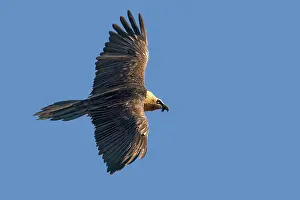 Gypaetus: Lammergeier / Bearded Vulture