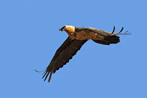 Gypaetus: Lammergeier / Bearded Vulture