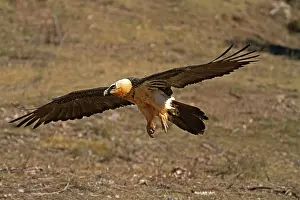 Gypaetus: Lammergeier / Bearded Vulture