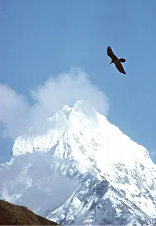 Altitude: LAMMERGEIER / BEARDED VULTURE