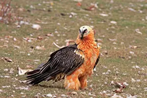 Gypaetus: Lammergeier / Bearded Vulture - adult