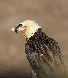 Gypaetus: Lammergeier / Bearded Vulture - adult