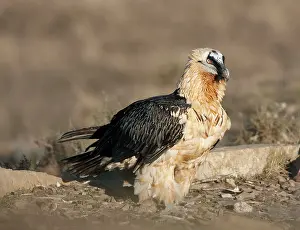 Gypaetus: Lammergeier / Bearded Vulture - adult