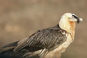 Gypaetus: Lammergeier / Bearded Vulture - adult