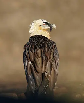 Gypaetus: Lammergeier / Bearded Vulture - adult