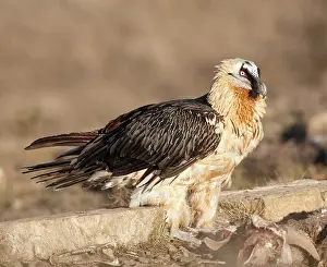 Gypaetus: Lammergeier / Bearded Vulture - adult with carrion