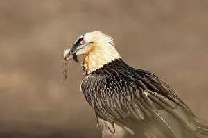 Gypaetus: Lammergeier / Bearded Vulture - adult with carrion