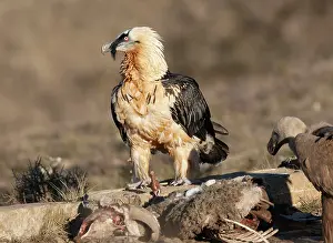 Gypaetus: Lammergeier / Bearded Vulture - adult with carrion