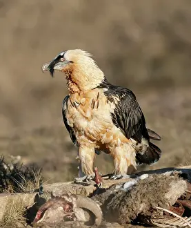 Gypaetus: Lammergeier / Bearded Vulture - adult with carrion