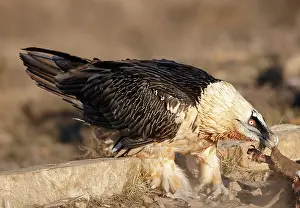 Gypaetus: Lammergeier / Bearded Vulture - adult feeding on carrion