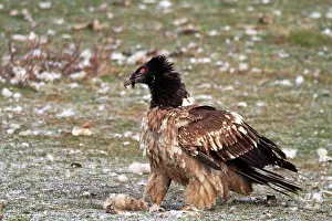 Lammergeiers: Lammergeier / Bearded Vulture - adult at feeding station