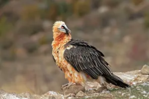 Lammergeiers: Lammergeier / Bearded Vulture - adult at feeding station