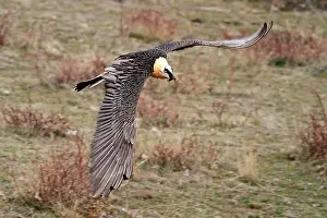 Lammergeiers: Lammergeier / Bearded Vulture - adult in flight